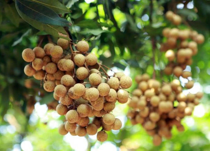 Long nhãn – vị thuốc bổ huyết, an thần - Ảnh 2.