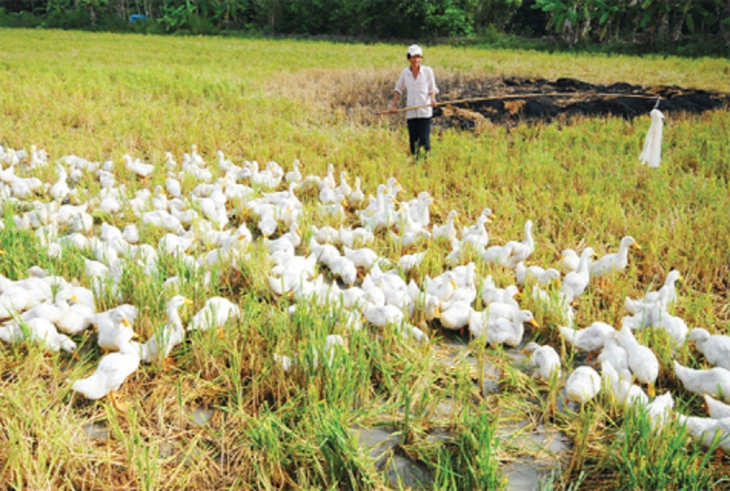 Đánh chết hơn 100 con vịt của người dân, công an tiến hành khởi tố - Ảnh 1. Đánh chết hơn 100 con vịt của người dân, công an tiến hành khởi tố - Ảnh 1.