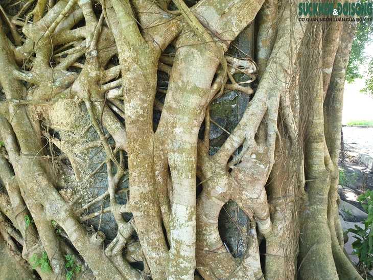 Ngôi miếu cổ nằm trong lòng cây sanh khổng lồ - Ảnh 8. Ngôi miếu cổ nằm trong lòng cây sanh khổng lồ - Ảnh 8.