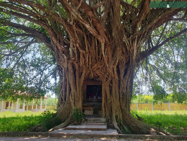 Ngôi miếu cổ nằm trong lòng cây sanh khổng lồ - Ảnh 1. Ngôi miếu cổ nằm trong lòng cây sanh khổng lồ - Ảnh 1.