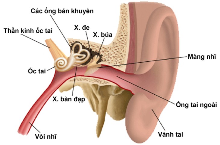 Ù tai có thể là biểu hiện tổn thương nghiêm trọng - Ảnh 2.