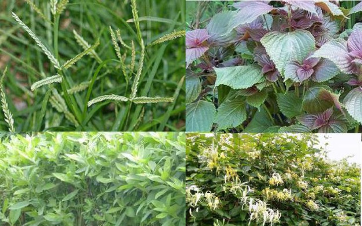 Bài thuốc nam dễ kiếm hỗ trợ trị cúm A