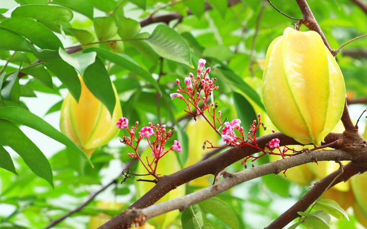 Bài thuốc từ cây khế giúp thanh nhiệt, giải độc