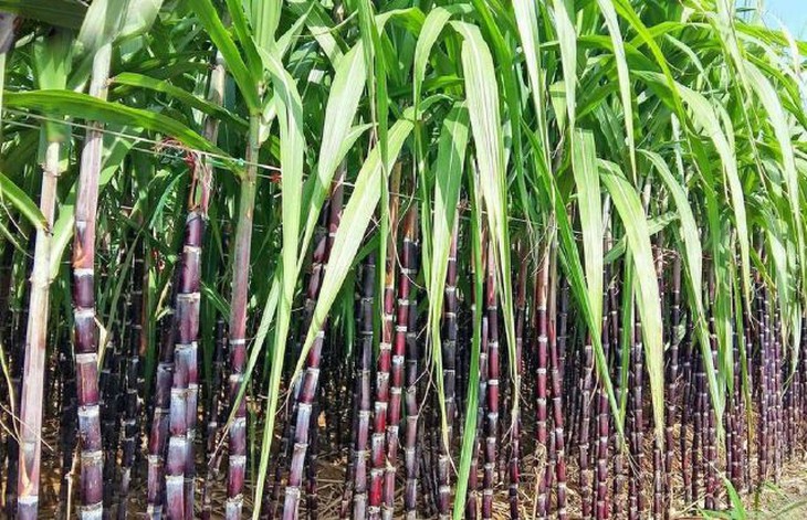 Mía – thức uống giải nhiệt, vị thuốc quý - Ảnh 1.