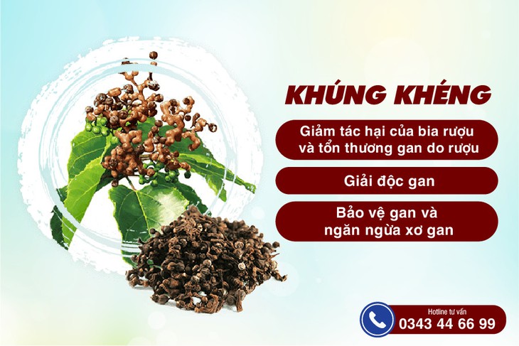 Khúng khéng – Hỗ trợ giải rượu và bảo vệ sức khỏe gan - Ảnh 1.