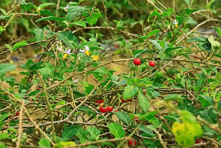 Muốn dùng thảo dược để bảo vệ gan, không có thứ gì qua được cà gai leo - Ảnh 2. Muốn dùng thảo dược để bảo vệ gan, không có thứ gì qua được cà gai leo - Ảnh 2.