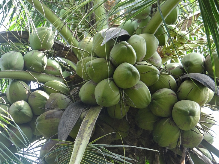 Lời khuyên của bác sĩ về cách sử dụng quả dừa đối với từng nhóm người - Ảnh 3.