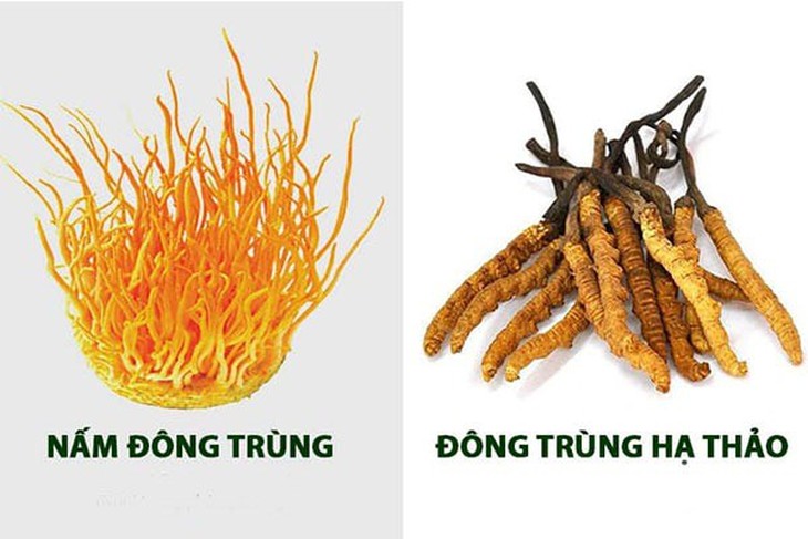 Mua đông trùng hạ thảo TP.HCM ở đâu uy tín, chất lượng? - Ảnh 1.