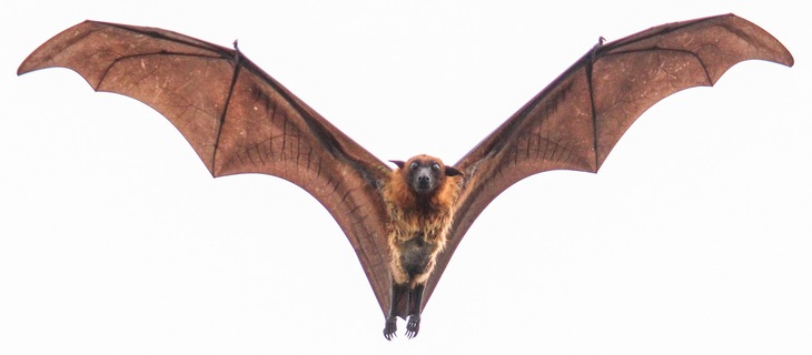 Cảnh giác với loài dơi 'cáo bay' ăn quả - Vật chủ truyền virus Hendra và Nipah nguy hiểm- Ảnh 2. Cảnh giác với loài dơi 'cáo bay' ăn quả - Vật chủ truyền virus Hendra và Nipah nguy hiểm- Ảnh 2.