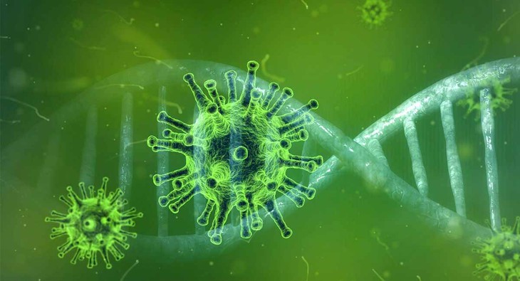 Henipavirus mới – Langya được phát hiện như thế nào? - Ảnh 2.