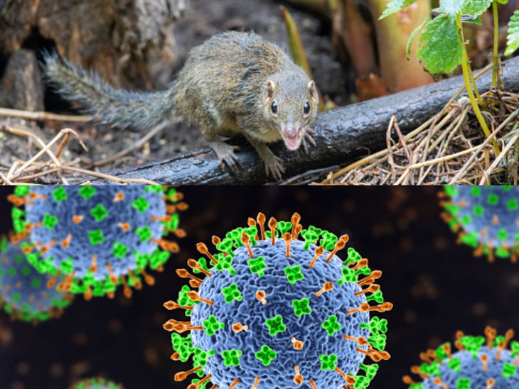 Henipavirus mới – Langya được phát hiện như thế nào? - Ảnh 4.