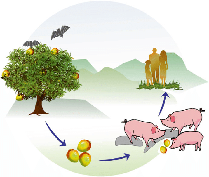 Cảnh giác với loài dơi 'cáo bay' ăn quả - Vật chủ truyền virus Hendra và Nipah nguy hiểm- Ảnh 3. Cảnh giác với loài dơi 'cáo bay' ăn quả - Vật chủ truyền virus Hendra và Nipah nguy hiểm- Ảnh 3.