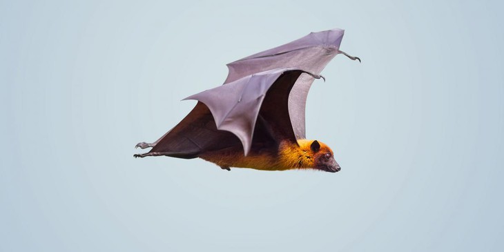 Cảnh giác với loài dơi 'cáo bay' ăn quả - Vật chủ truyền virus Hendra và Nipah nguy hiểm- Ảnh 1. Cảnh giác với loài dơi 'cáo bay' ăn quả - Vật chủ truyền virus Hendra và Nipah nguy hiểm- Ảnh 1.