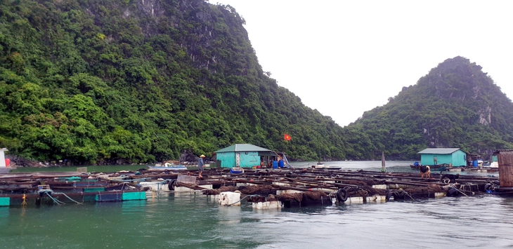 Bão số 2 Mulan: Hải Phòng cấm biển, Quảng Ninh kiên quyết đưa người trên các lồng bè nuôi trồng thủy sản vào bờ - Ảnh 4. Bão số 2 Mulan: Hải Phòng cấm biển, Quảng Ninh kiên quyết đưa người trên các lồng bè nuôi trồng thủy sản vào bờ - Ảnh 4.