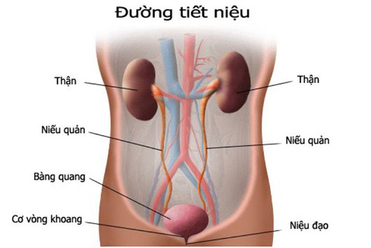 Hình ảnh đường tiết niệu.