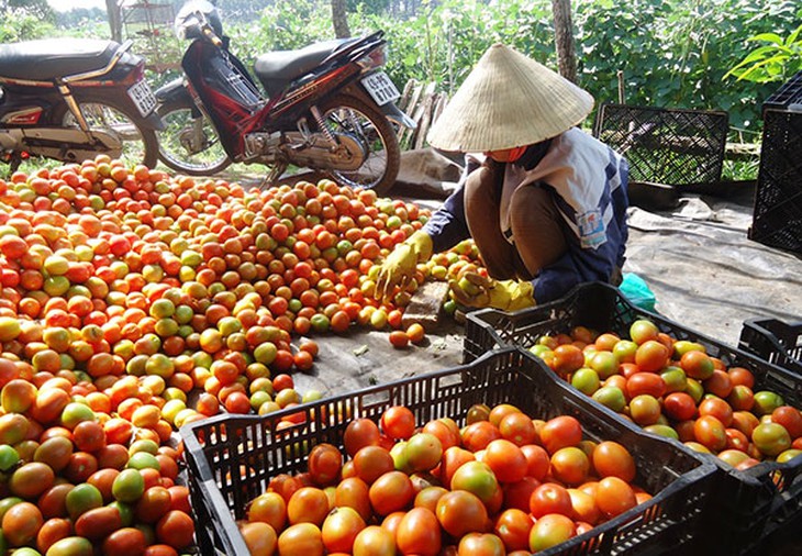Cà chua ngon, bổ nhưng tuyệt đối không nên ăn trong một số trường hợp sau - Ảnh 8.