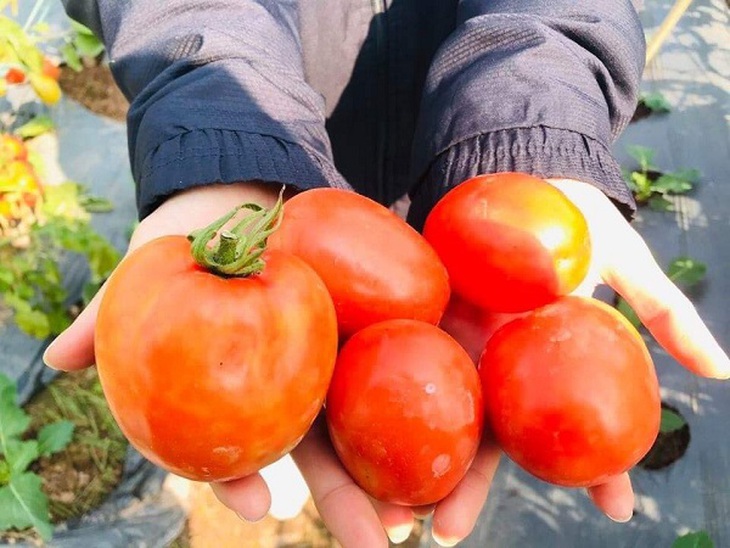 Cà chua ngon, bổ nhưng tuyệt đối không nên ăn trong một số trường hợp sau - Ảnh 5.