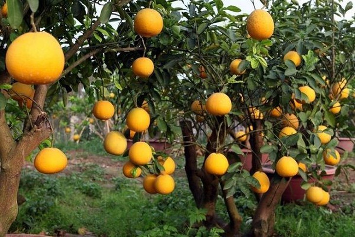 Tác dụng chữa bệnh của bưởi - Ảnh 2. Tác dụng chữa bệnh của bưởi - Ảnh 2.