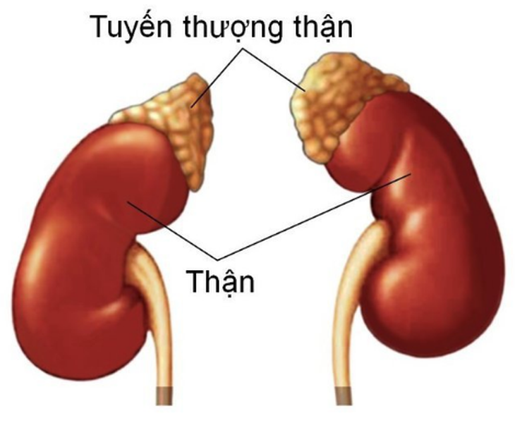 Suy tuyến thượng thận do dùng thuốc bổ thận tráng dương - Ảnh 1. Suy tuyến thượng thận do dùng thuốc bổ thận tráng dương - Ảnh 1.