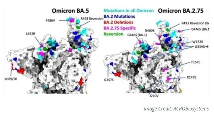 Omicron BA.2.74 và BA.2.75 lây nhiễm cao hơn cả BA.5 có nguy hiểm không? - Ảnh 4. Omicron BA.2.74 và BA.2.75 lây nhiễm cao hơn cả BA.5 có nguy hiểm không? - Ảnh 4.