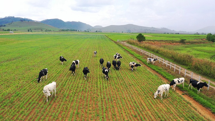 Vinamilk vào Top 5 cổ phiếu đáng quan tâm của Đông Nam Á - Ảnh 2. Vinamilk vào Top 5 cổ phiếu đáng quan tâm của Đông Nam Á - Ảnh 2.