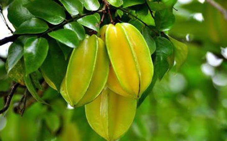 Khế - vị thuốc trị nóng sốt, chữa khát, mẩn ngứa - Ảnh 5.