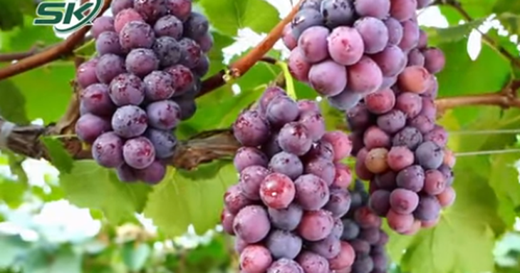 Kéo dài thêm 5 năm tuổi thọ nhờ ăn nho đúng cách?