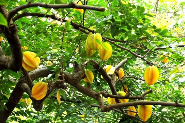 Khế - vị thuốc trị nóng sốt, chữa khát, mẩn ngứa - Ảnh 2.