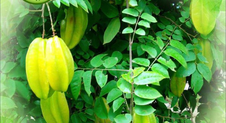 Khế - vị thuốc trị nóng sốt, chữa khát, mẩn ngứa - Ảnh 3.