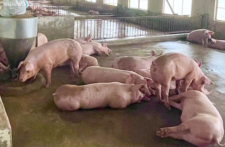 Giá heo hơi tăng 'sốc', thiết lập mặt bằng mới - Ảnh 1.