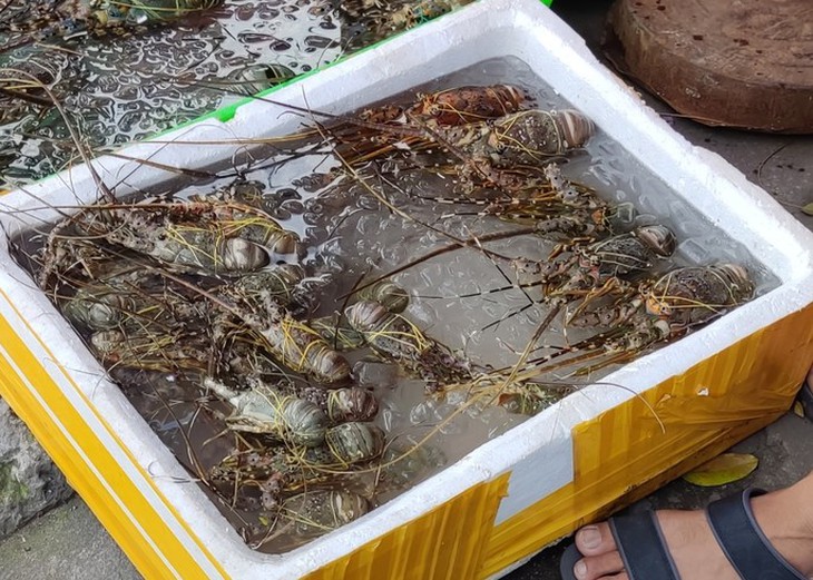 Cẩn trọng với cua biển và tôm hùm siêu rẻ - Ảnh 2.