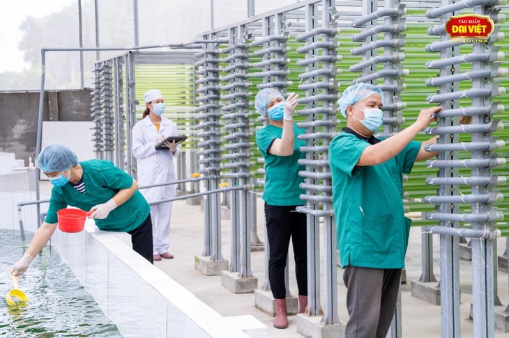 Tảo xoắn Việt hướng đến tầm thế giới - Ảnh 1. Tảo xoắn Việt hướng đến tầm thế giới - Ảnh 1.