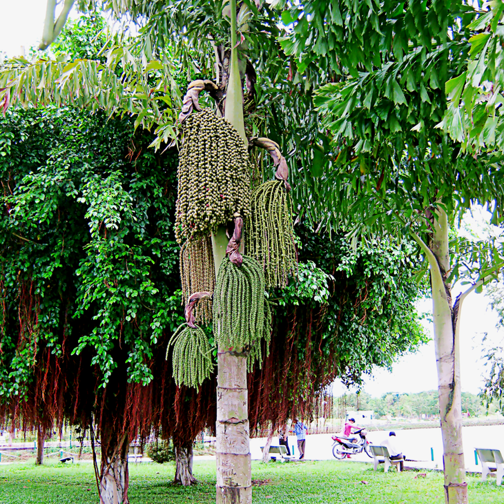 Nghiên cứu về thành phần trong cây đủng đỉnh hỗ trợ người bệnh xương khớp - Ảnh 2.