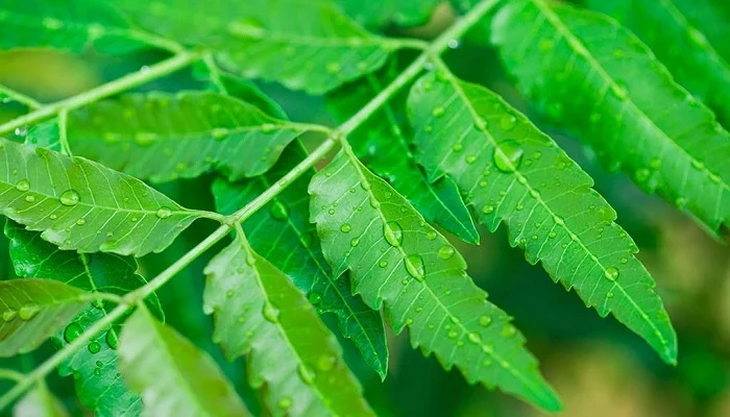 Cách phòng ngừa và hỗ trợ giảm triệu chứng cúm A tại nhà - Ảnh 2. Cách phòng ngừa và hỗ trợ giảm triệu chứng cúm A tại nhà - Ảnh 2.