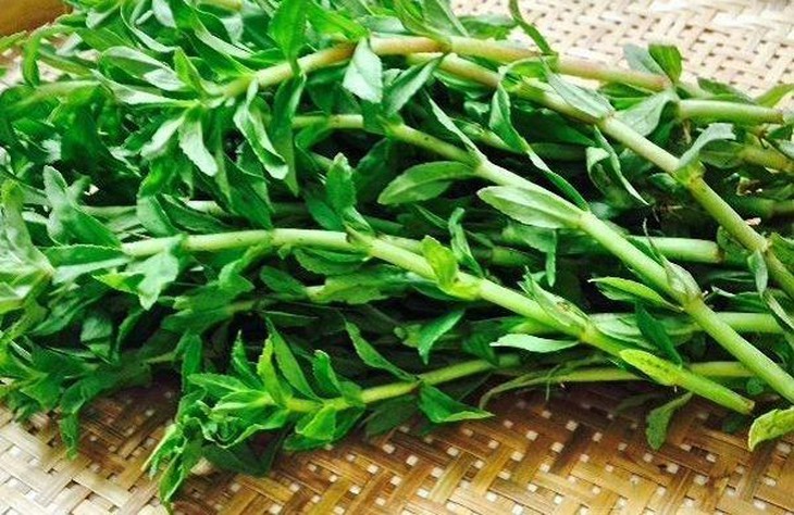 Rau ngổ pha với nước dừa có chữa được sỏi đường tiết niệu? - Ảnh 3.