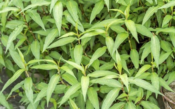 Rau răm- rau gia vị, vị thuốc quý