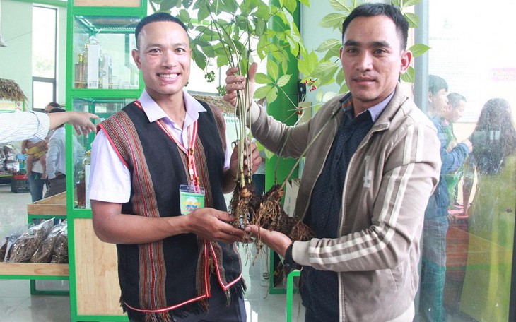 Những củ sâm Ngọc Linh tiền tỷ, bằng cả gia tài