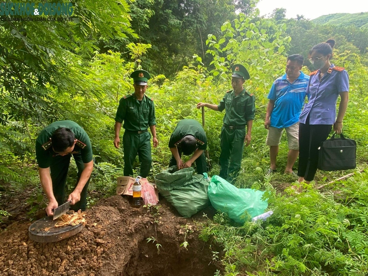 Cận cảnh tiêu huỷ cả tạ thực vật dạng củ, nghi là sâm vận chuyển trái phép về Việt Nam - Ảnh 1.