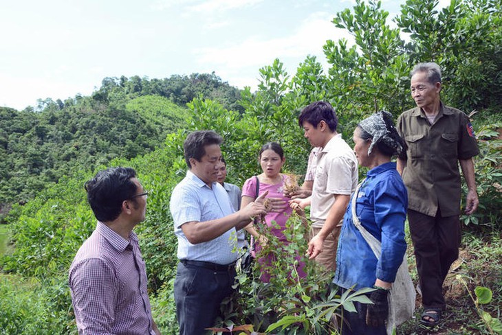 Nghệ An phát triển bền vững cây dược liệu - Ảnh 3. Nghệ An phát triển bền vững cây dược liệu - Ảnh 3.