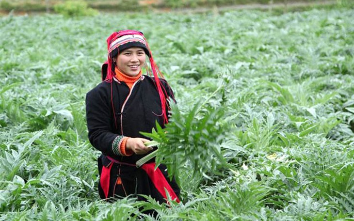 Hà Giang phát triển cây dược liệu quý trên vùng cao nguyên đá