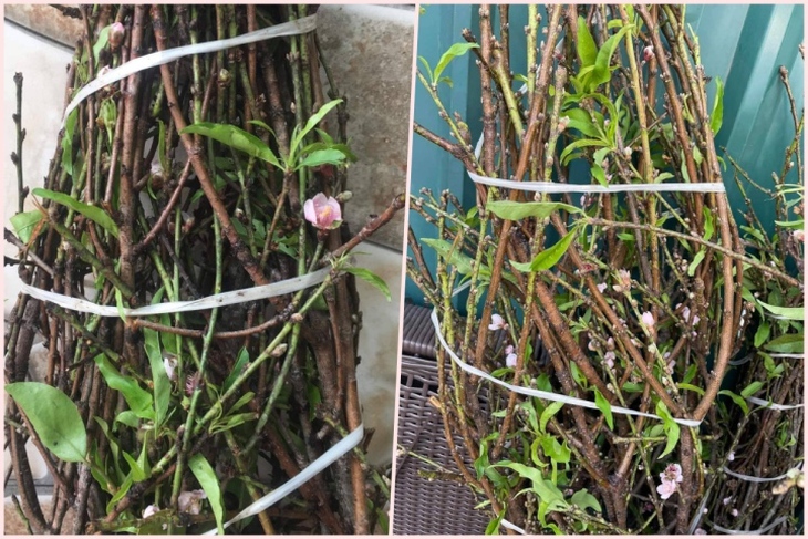 Hoa lê, hoa đào trái vụ sốt xình xịch, khách không ngại chi tiền triệu mua chơi - Ảnh 5. Hoa lê, hoa đào trái vụ sốt xình xịch, khách không ngại chi tiền triệu mua chơi - Ảnh 5.