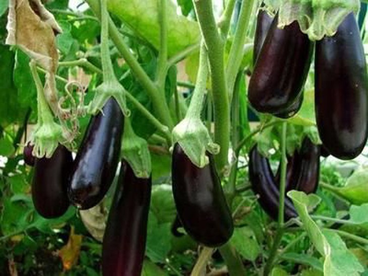 Cà tím – thuốc lợi tiểu, thông mật - Ảnh 1.