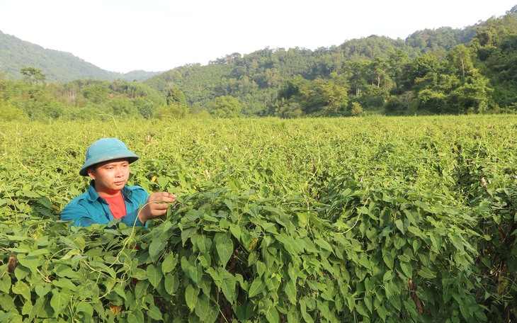 Phát triển cây dược liệu gắn với chế biến và tiêu thụ sản phẩm cho đồng bào