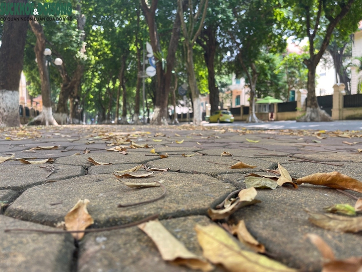 Hà Nội ngày đầu thu, dịu dàng đến nao lòng - Ảnh 3.