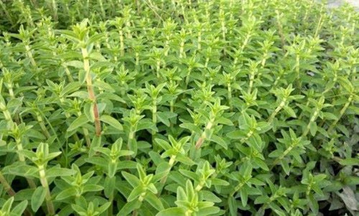 Rau ngổ - rau gia vị, vị thuốc chữa bệnh - Ảnh 1.