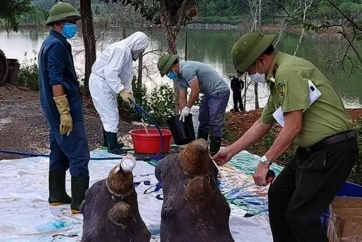 6 cá thể tê giác chết bất thường tại Nghệ An bị tiêu hủy thân, giữ lại đầu - Ảnh 1. 6 cá thể tê giác chết bất thường tại Nghệ An bị tiêu hủy thân, giữ lại đầu - Ảnh 1.