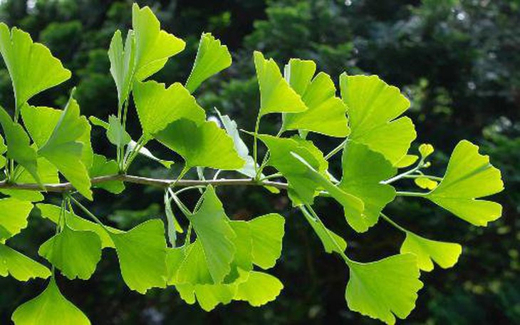 Bạch quả trong điều trị rối loạn tuần hoàn