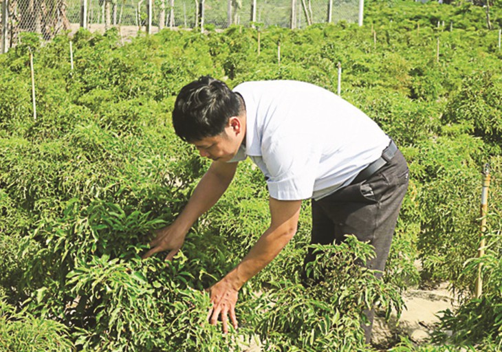 Bảo tồn làng thuốc Nam của đồng bào Chăm - Ảnh 3.