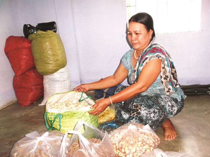 Bảo tồn làng thuốc Nam của đồng bào Chăm - Ảnh 1.