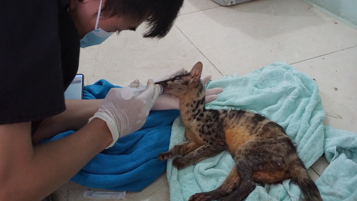 Cứu hộ khẩn cấp hai cá thể Cầy vằn bắc quý hiếm khỏi buôn bán trái phép - Ảnh 4.